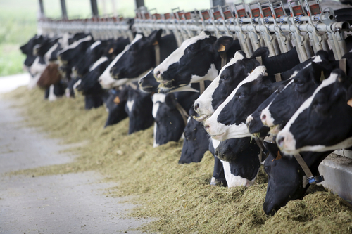 livestock livestock