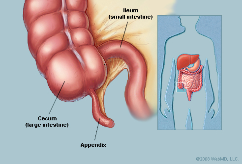 appendix appendix
